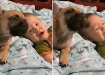 Watch: Puppy Imitates A Crying Baby You Will Also Laugh After Watching The Video