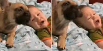 Watch: Puppy Imitates A Crying Baby You Will Also Laugh After Watching The Video