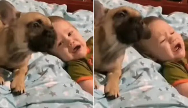 Watch: Puppy Imitates A Crying Baby You Will Also Laugh After Watching The Video