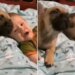 Watch: Puppy Imitates A Crying Baby You Will Also Laugh After Watching The Video