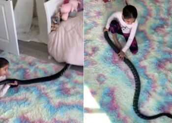 Girl Playing With A Dangerous Black Snake | Shocking Video Of Girl Seen Fun With The Dangerous Black Snake