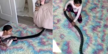 Girl Playing With A Dangerous Black Snake | Shocking Video Of Girl Seen Fun With The Dangerous Black Snake