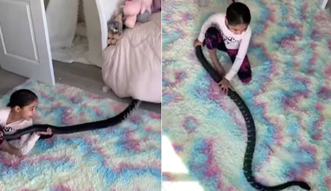 Girl Playing With A Dangerous Black Snake | Shocking Video Of Girl Seen Fun With The Dangerous Black Snake