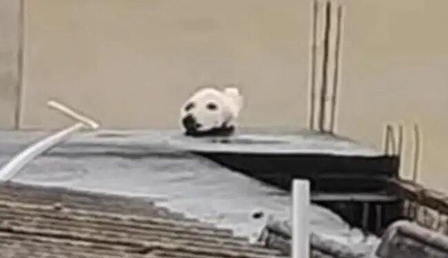 मुंबई में रहें या रहें दिल्ली, बताइए इस तस्वीर में कहां छिपी है बिल्ली, लोग इसे कुत्ता समझ रहे हैं