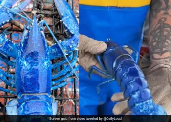 Exceptionally Rare Blue Lobster One In Two Million Caught By US Fisherman See Video – अमेरिकी मछुआरे ने पकड़ी दुर्लभ नीले रंग की झींगा मछली, देखकर लोगों ने कहा