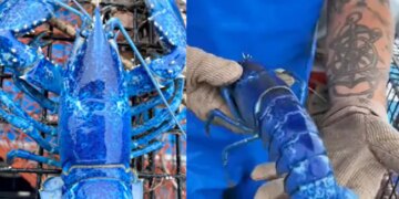 Exceptionally Rare Blue Lobster One In Two Million Caught By US Fisherman See Video – अमेरिकी मछुआरे ने पकड़ी दुर्लभ नीले रंग की झींगा मछली, देखकर लोगों ने कहा