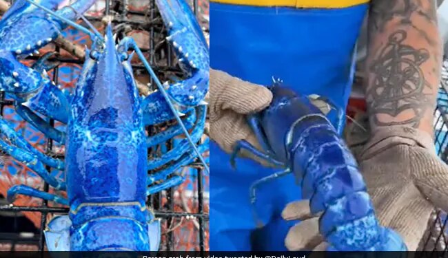 Exceptionally Rare Blue Lobster One In Two Million Caught By US Fisherman See Video – अमेरिकी मछुआरे ने पकड़ी दुर्लभ नीले रंग की झींगा मछली, देखकर लोगों ने कहा