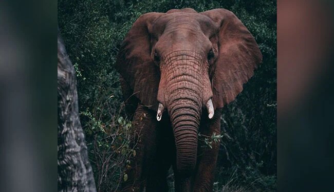 केरल में जंगली हाथियों के झुंड से बचने को पेड़ के ऊपर डेढ़ घंटे तक बैठा रहा युवक