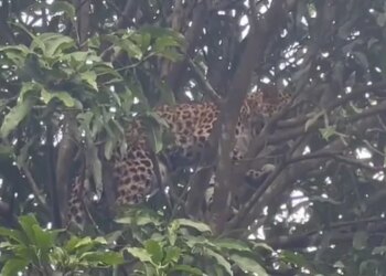 Leopard Stuck In Mango Tree: Leopard On Mango Tree Rescued After Hours Must Watch Viral Video | Leopard On Tree Video | Leopard Viral Video