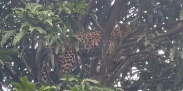 Leopard Stuck In Mango Tree: Leopard On Mango Tree Rescued After Hours Must Watch Viral Video | Leopard On Tree Video | Leopard Viral Video