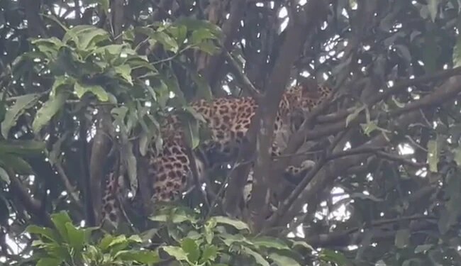 Leopard Stuck In Mango Tree: Leopard On Mango Tree Rescued After Hours Must Watch Viral Video | Leopard On Tree Video | Leopard Viral Video
