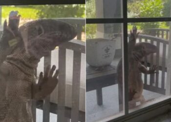 Watch Fascinatingly Scary Video: Huge Tegu Lizard Tries Entering A House In Florida | Monitor Lizard Tries To Sneak Into Florida Home