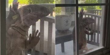 Watch Fascinatingly Scary Video: Huge Tegu Lizard Tries Entering A House In Florida | Monitor Lizard Tries To Sneak Into Florida Home