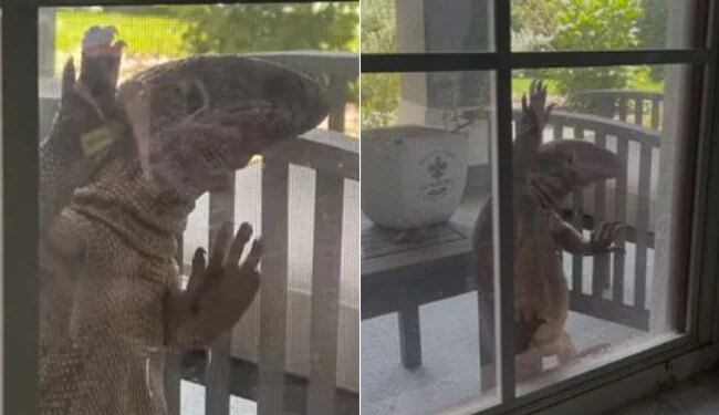 Watch Fascinatingly Scary Video: Huge Tegu Lizard Tries Entering A House In Florida | Monitor Lizard Tries To Sneak Into Florida Home