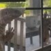 Watch Fascinatingly Scary Video: Huge Tegu Lizard Tries Entering A House In Florida | Monitor Lizard Tries To Sneak Into Florida Home