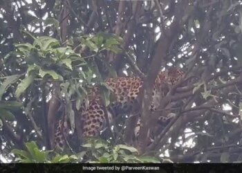 Leopard Gets Stuck On Mango Tree Goes Wrong Rescued 8 Hours Later Watch Viral Video