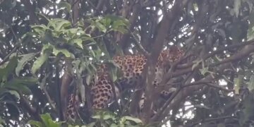 Leopard Gets Stuck On Mango Tree Goes Wrong Rescued 8 Hours Later Watch Viral Video