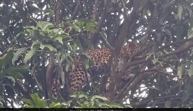 Leopard Gets Stuck On Mango Tree Goes Wrong Rescued 8 Hours Later Watch Viral Video