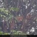 Leopard Gets Stuck On Mango Tree Goes Wrong Rescued 8 Hours Later Watch Viral Video