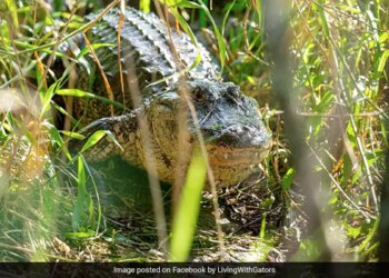 Alligator With Three Legs Builds Nest For Her Babies Internet Amazed Watch Viral Video
