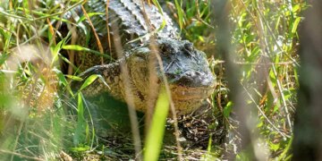 Alligator With Three Legs Builds Nest For Her Babies Internet Amazed Watch Viral Video