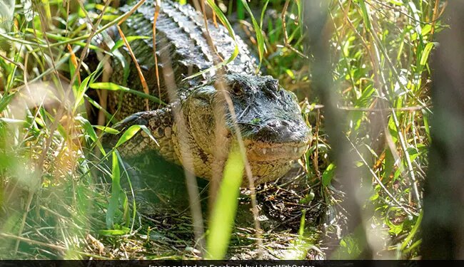 Alligator With Three Legs Builds Nest For Her Babies Internet Amazed Watch Viral Video