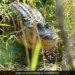 Alligator With Three Legs Builds Nest For Her Babies Internet Amazed Watch Viral Video