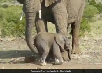 Mother Elephant Helps Baby Jumbo Walk Picked It Up With The Trunk And Then In Heartwarming Viral Video