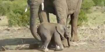 Mother Elephant Helps Baby Jumbo Walk Picked It Up With The Trunk And Then In Heartwarming Viral Video
