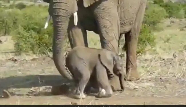 Mother Elephant Helps Baby Jumbo Walk Picked It Up With The Trunk And Then In Heartwarming Viral Video