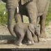 Mother Elephant Helps Baby Jumbo Walk Picked It Up With The Trunk And Then In Heartwarming Viral Video