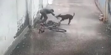 मौका पाते ही कुत्ते ने बेरहमी से छोटे बच्चे को बनाया अपना निशाना, वीडियो विचलित कर सकता है