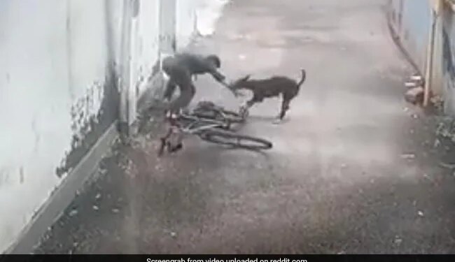 मौका पाते ही कुत्ते ने बेरहमी से छोटे बच्चे को बनाया अपना निशाना, वीडियो विचलित कर सकता है