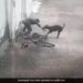 मौका पाते ही कुत्ते ने बेरहमी से छोटे बच्चे को बनाया अपना निशाना, वीडियो विचलित कर सकता है