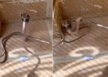 King Cobra Attack: Do Not Mess With The Dangerous Snake | Amazing Snake Python King Cobra Snake Video Viral Snake Catcher Stick