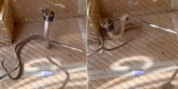 King Cobra Attack: Do Not Mess With The Dangerous Snake | Amazing Snake Python King Cobra Snake Video Viral Snake Catcher Stick