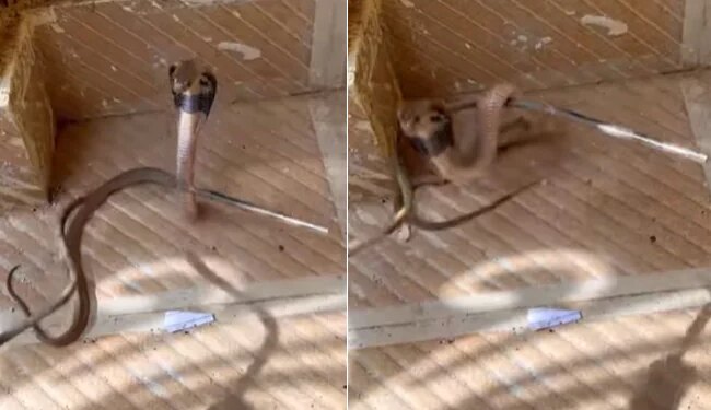 King Cobra Attack: Do Not Mess With The Dangerous Snake | Amazing Snake Python King Cobra Snake Video Viral Snake Catcher Stick