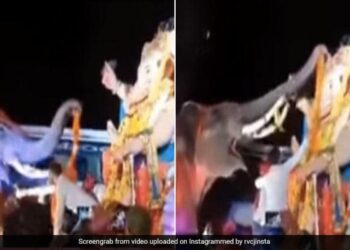 Ganesh Chaturthi 2022: Elephant Garlanded Lord Ganesh With Its Trunk In A Viral Video | Gajraj Did Something Like This To Welcome Lord Ganesha – गजराज ने माला पहनाकर यूं किया भगवान श्री गणेश का वेलकम, लोग बोले
