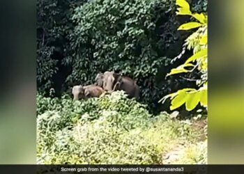Mother Elephant Blesses Forest Officials After Being Reunited With Baby Elephant See Viral Video – हाथी का बच्चा मां से बिछड़ गया, वनकर्मियों ने दोबारा मिलाया तो हाथिनी ने सभी को ऐसे दिया आशीर्वाद