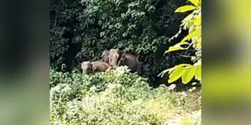 Mother Elephant Blesses Forest Officials After Being Reunited With Baby Elephant See Viral Video – हाथी का बच्चा मां से बिछड़ गया, वनकर्मियों ने दोबारा मिलाया तो हाथिनी ने सभी को ऐसे दिया आशीर्वाद