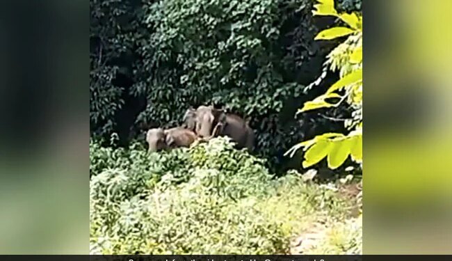 Mother Elephant Blesses Forest Officials After Being Reunited With Baby Elephant See Viral Video – हाथी का बच्चा मां से बिछड़ गया, वनकर्मियों ने दोबारा मिलाया तो हाथिनी ने सभी को ऐसे दिया आशीर्वाद