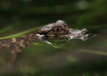 Do You Know This Animal That Looks Like A Crocodile In Water | Video Of This Dog Lying Like A Crocodile In Water Is Going Viral