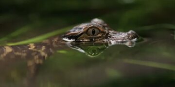 Do You Know This Animal That Looks Like A Crocodile In Water | Video Of This Dog Lying Like A Crocodile In Water Is Going Viral