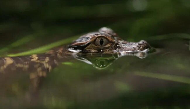 Do You Know This Animal That Looks Like A Crocodile In Water | Video Of This Dog Lying Like A Crocodile In Water Is Going Viral