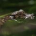 Do You Know This Animal That Looks Like A Crocodile In Water | Video Of This Dog Lying Like A Crocodile In Water Is Going Viral