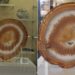 Queen Elizabeths Likeness Found In A Cut And Polished Agate Slice This Is How It Was Found