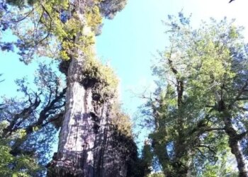Worlds Oldest Tree Found In Chile, It Is Being Claimed That It Is 5400 Years Old