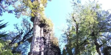 Worlds Oldest Tree Found In Chile, It Is Being Claimed That It Is 5400 Years Old
