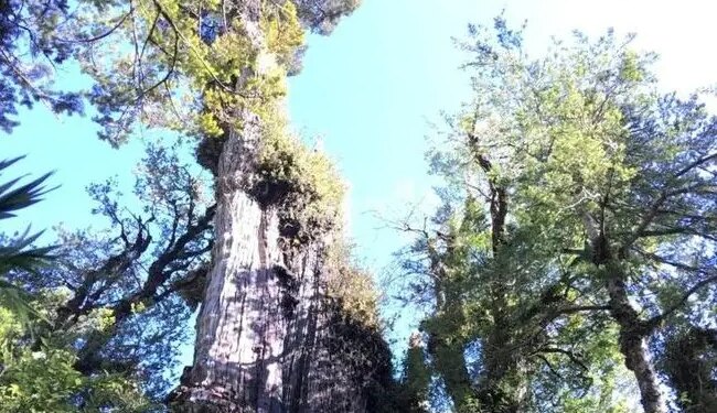 Worlds Oldest Tree Found In Chile, It Is Being Claimed That It Is 5400 Years Old