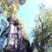 Worlds Oldest Tree Found In Chile, It Is Being Claimed That It Is 5400 Years Old